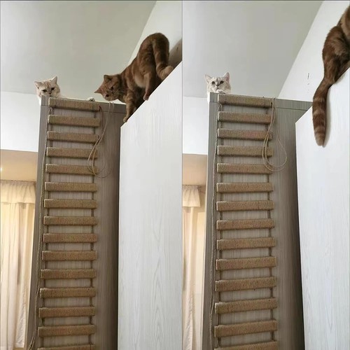 Wall mounted cat activity - wall,