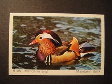 DANDY GUM WILD ANIMALS DANISH