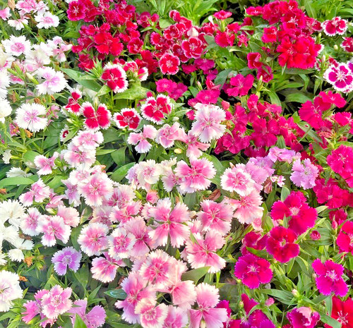 300x dianthus chinensis - 300x,