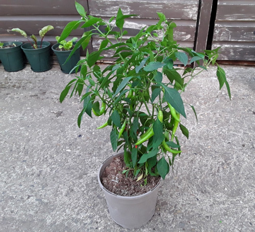 Fruiting hot joker chilli - joker,