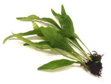 Java Fern Live Aquarium Aquatic Plants Microsorum Pteropus  Single Rhizome