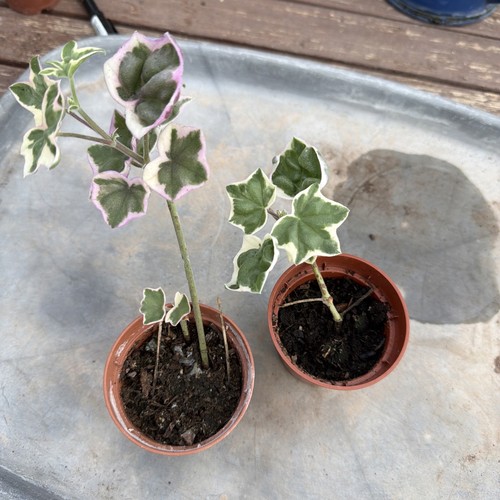 Pelargonium élégante - pelargonium, |