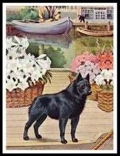 SCHIPPERKE  LOVELY DOG ART
