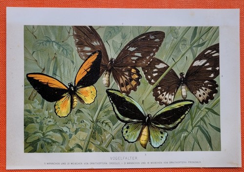 Bird butterflies ornithoptera - bird,