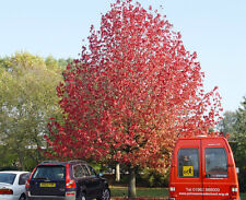 Sweet Gum, LIQUIDAMBAR STYRACIFLUA, ornamental tree, hardy, autumn colours, 10cm