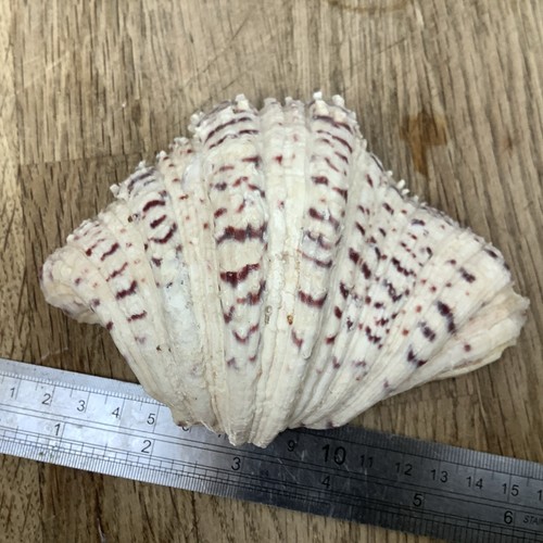 Vintage hippopus - vintage,