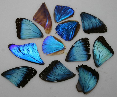 Real morpho butterfly - butterfly, wings