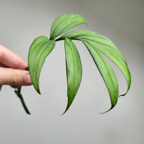 Collectors item monstera - collectors, item!