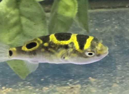 Figure puffer tetraodon - 8, ~