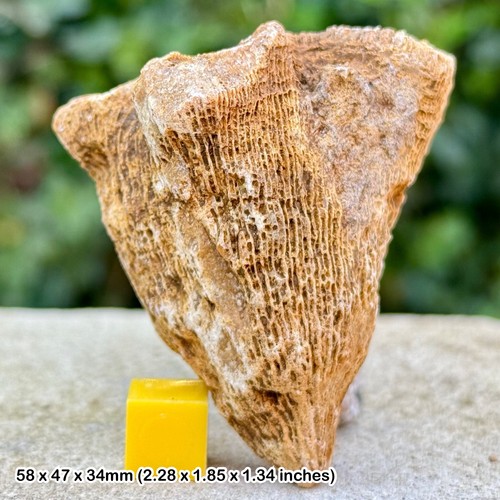 Genuine british jurassic coral - british,