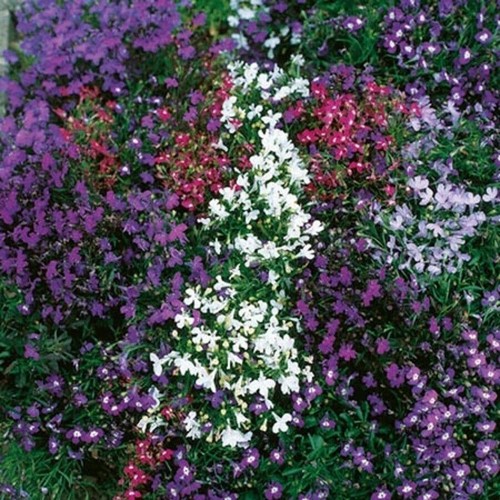 Bush lobelia mixed - bush,
