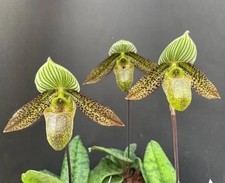 Paphiopedilum multifolium ( syn. Paphiopedilum wardii ) orchid species, FS plant