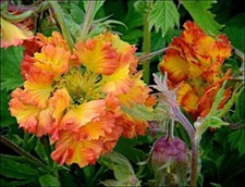 Geum ‘Can Can’ - 1 x 1