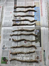 Frozen Black Lugworm 10 Packs