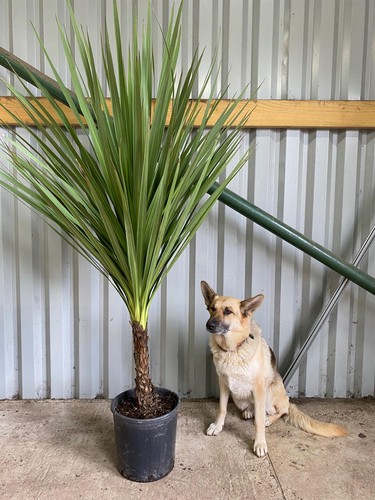 Cordyline australis green palm - cordyline,