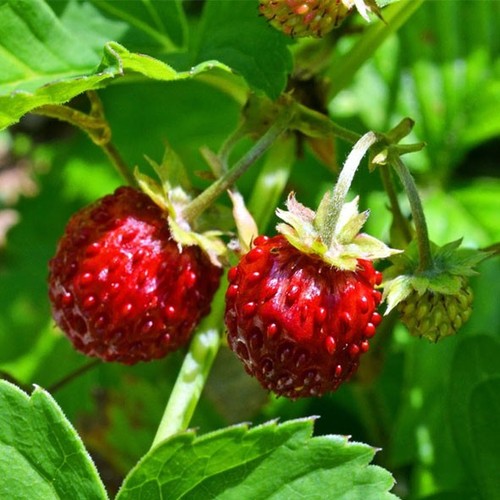 9cm plant wild - x,