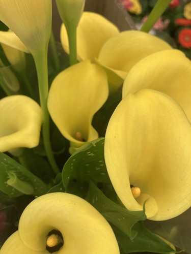 Two yellow calla lily - calla,