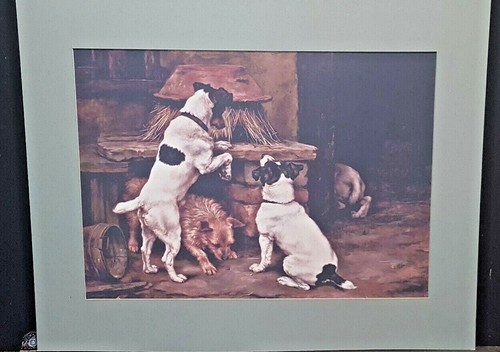 Jack russell working - jack, russell,