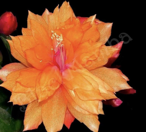Rare schlumbergera double - rare, "double