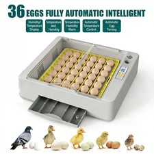 Eggs fully automatic - 36,