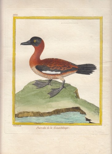 Hand colored martinet histoire - hand,
