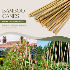 Strong Thick Bamboo Canes
