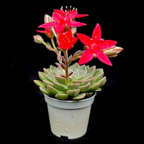 Graptopetalum bellum beautiful