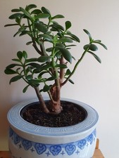 Large Money Plant With Lovely Pot