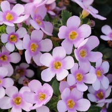 6 Trailing Bacopa Giant