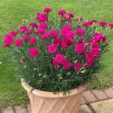 2 x Dianthus Oscar 'Neon Pink'