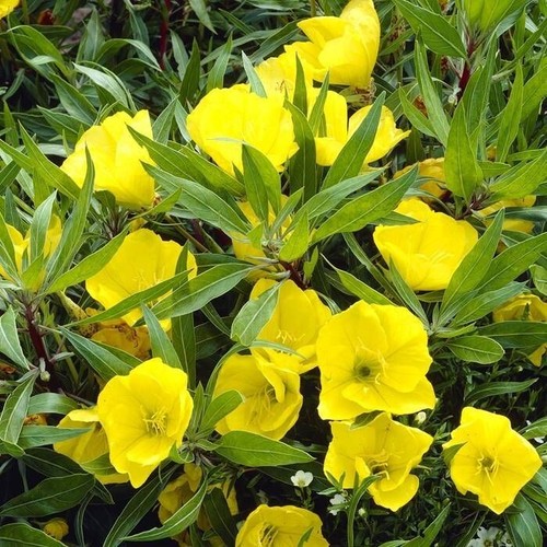 Evening primrose oenothera - evening,