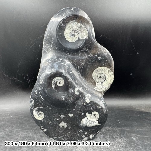 Genuine goniatite orthoceras - goniatite, &