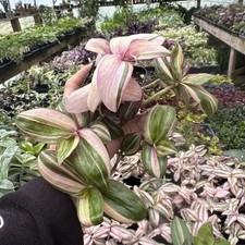 TRADESCANTIA ZEBRINA