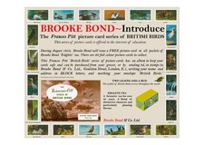 Brooke Bond Advert. 'Adobe