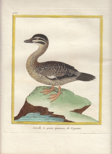 Hand colored martinet - hand,