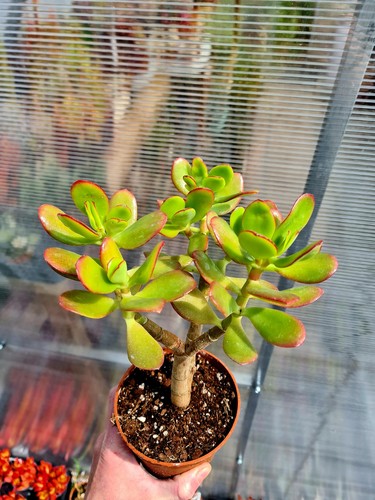 Crassula ovata jade succulent - ovata,