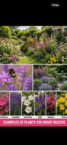 Hardy garden potted - hardy, shrubs