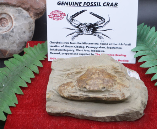 Amazing rare fossil - rare, crab