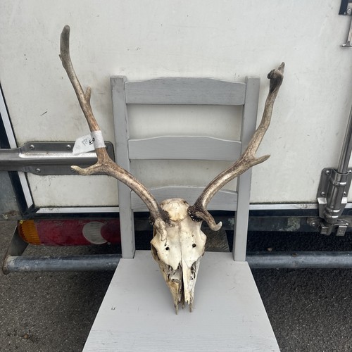Fallow buck deer - fallow,