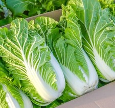 Chinese Cabbage Wong Bok - 500x Seeds - Vegetable