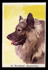KEESHOND Dutch Barge Dog Full