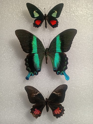 Papilio blumei craft - papilio, blumei,