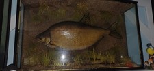 TAXIDERMY FISH