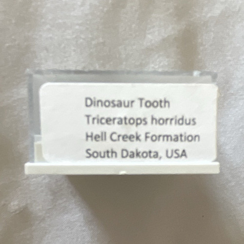 Triceratops horridus dinosaur - triceratops,