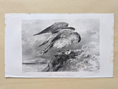 Peregrine falcon antique - peregrine,