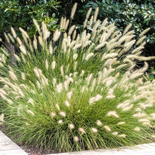 Pennisetum hameln chinese - hameln,