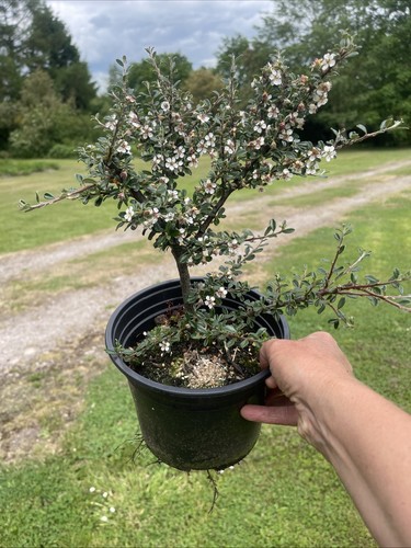 Cotoneaster microphylus - cotoneaster,