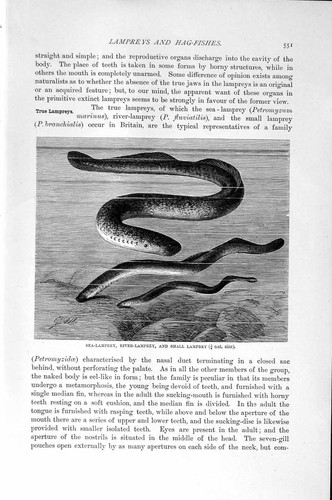 Original old antique - antique, print