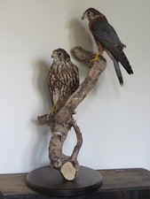 Taxidermy pair of Merlins, superb condition with Article 10 licences