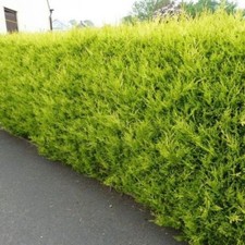 HEDGING CONIFER GOLD RIDER